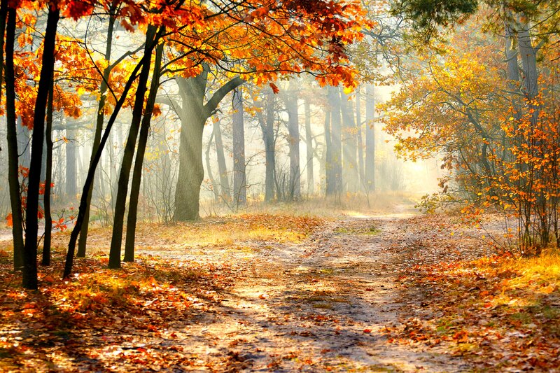 Autumn Forest Path — Orange, Serene, Morning, Photograph
