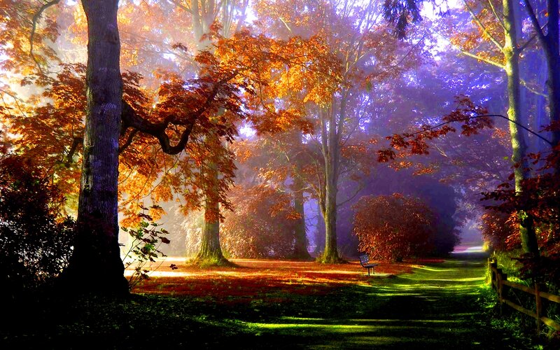 Autumn Forest Path — Orange, Serene, Morning