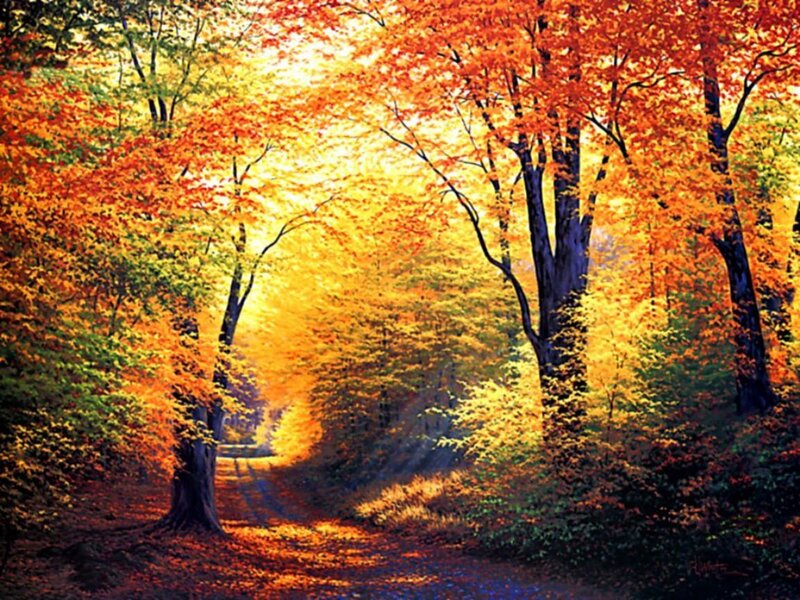 Autumn Forest Path — Orange, Serene, Painting, Trees, Leaves, Sunlight, Yellow