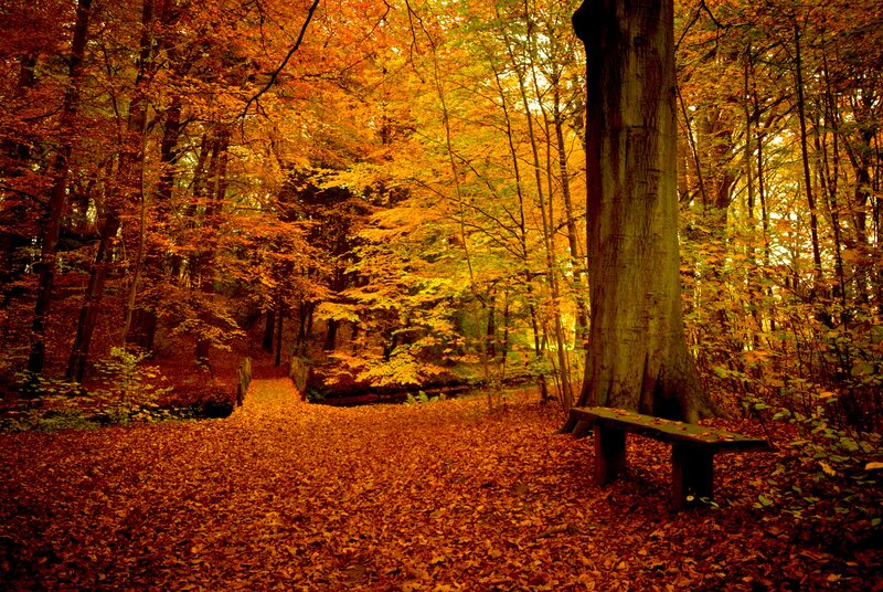 Autumn Forest Path — Orange, Serene, Photograph, Bench
