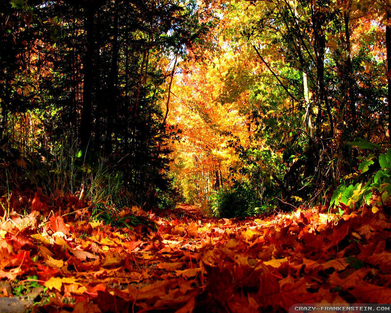 Autumn Forest Path — Orange, Serene, Photograph, Leaves
