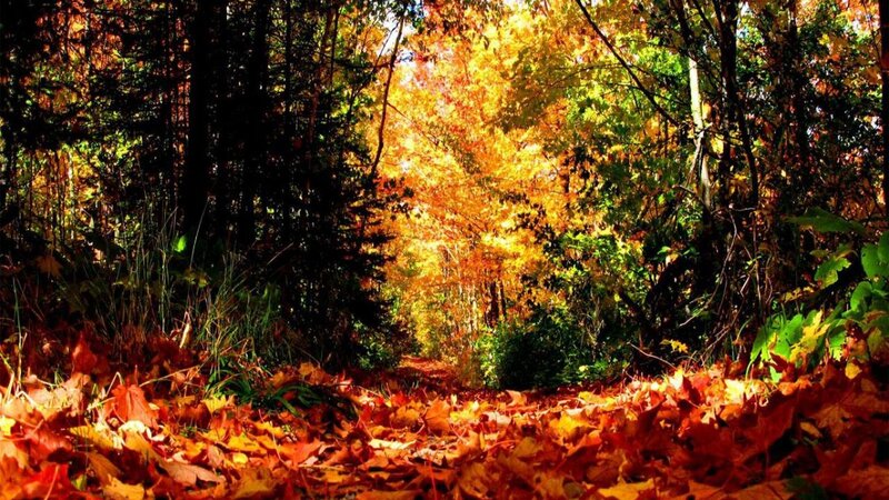 Autumn Forest Path — Orange, Serene, Photograph, Leaves, Trees, Sunlight