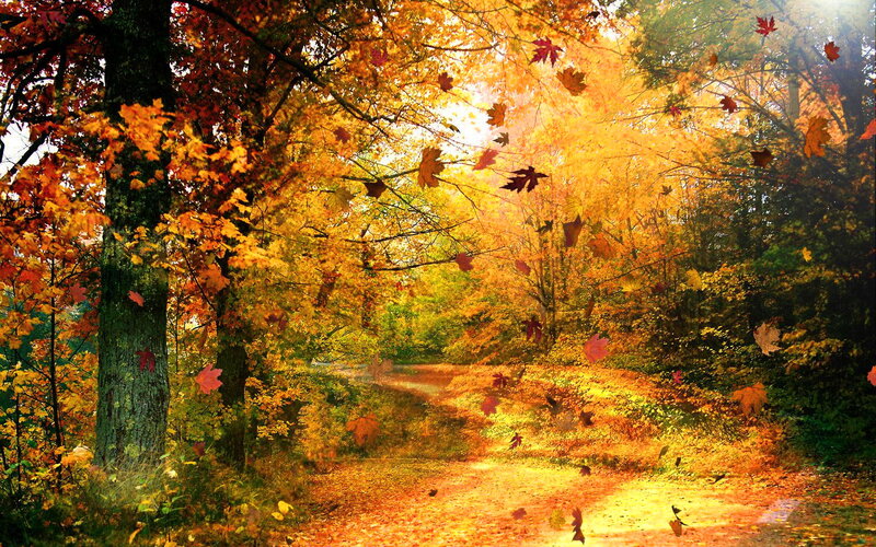 Autumn Forest Path — Orange, Serene, Photograph, Leaves, Trees
