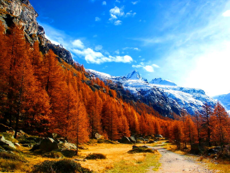 Autumn Forest Path — Orange, Serene, Photograph, Mountains