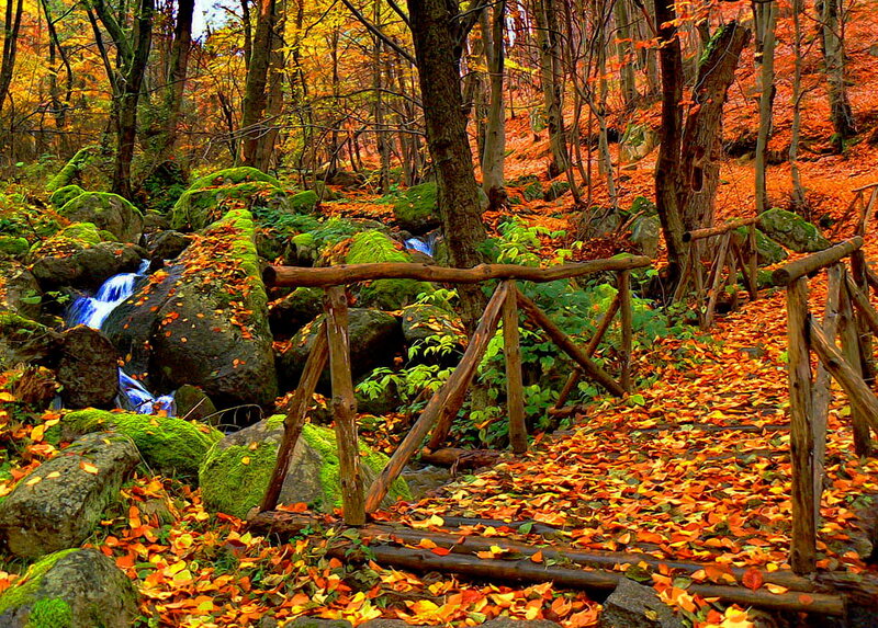 Autumn Forest Path — Orange, Serene, Photograph, Stream