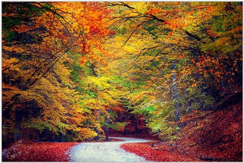 Autumn Forest Path — Orange, Serene, Photograph
