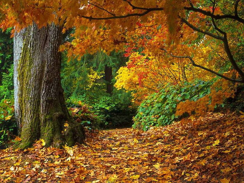 Autumn Forest Path — Orange, Serene, Photograph, Tree, Leaves, Bush, Yellow