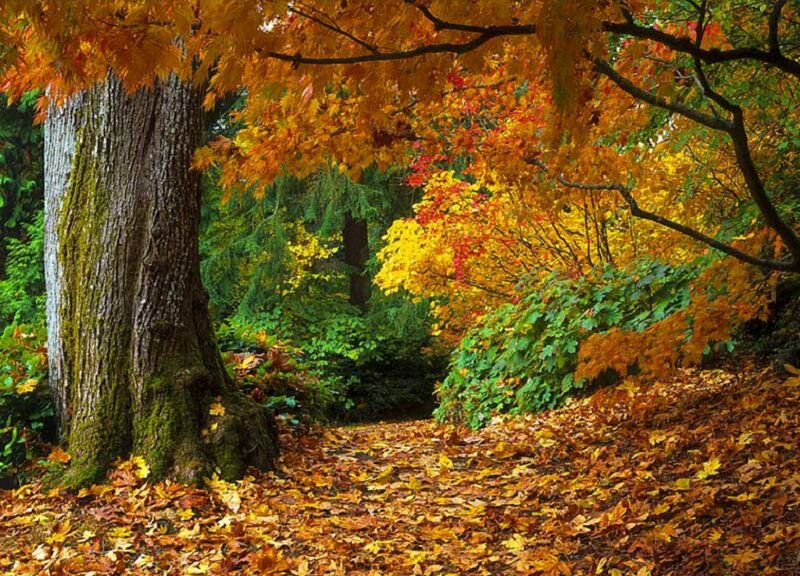 Autumn Forest Path — Orange, Serene, Photograph, Tree, Leaves