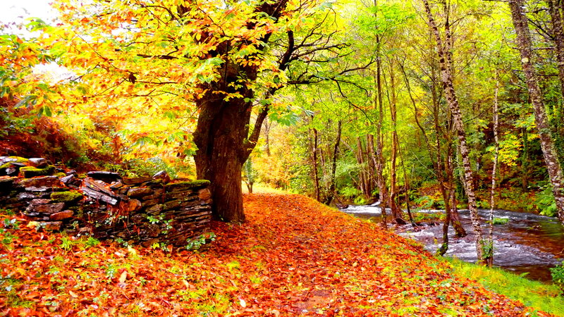 Autumn Forest Path — Orange, Serene, Photograph, Tree