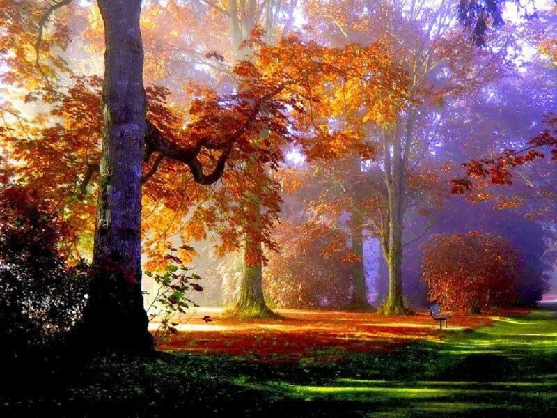 Autumn Forest Path — Orange, Serene, Photograph, Trees, Bench, Fog