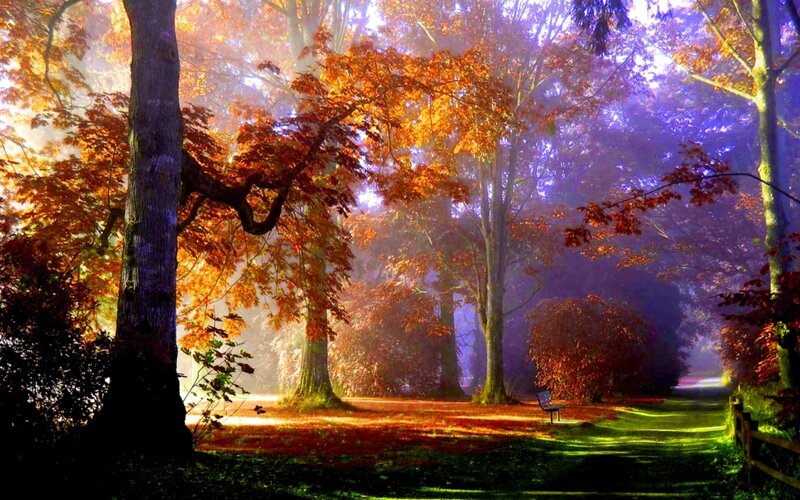 Autumn Forest Path — Orange, Serene, Photograph, Trees, Bench