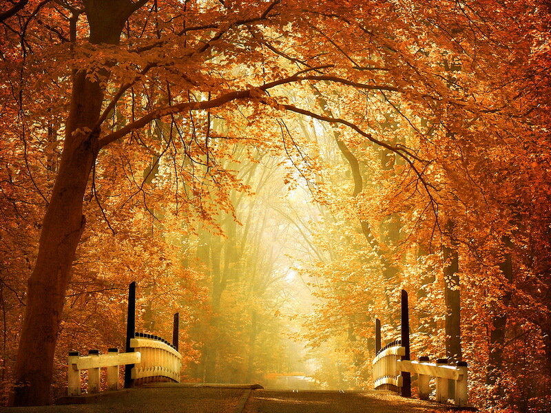 Autumn Forest Path — Orange, Serene, Photograph, Trees, Bridge