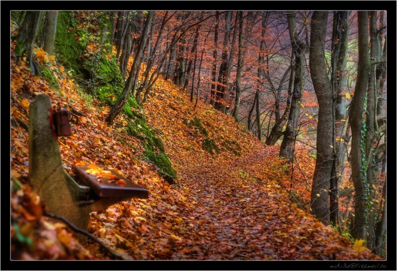 Autumn Forest Path — Orange, Serene, Photograph, Trees, Fallen Leaves, Bench