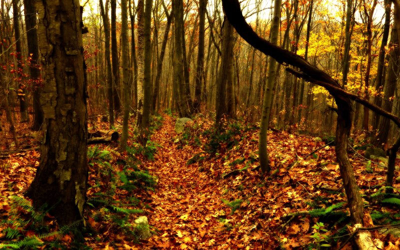 Autumn Forest Path — Orange, Serene, Photograph, Trees, Fallen Leaves, Fern