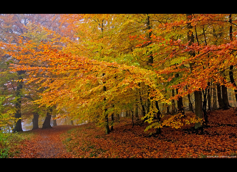 Autumn Forest Path — Orange, Serene, Photograph, Trees, Fallen Leaves, Fog