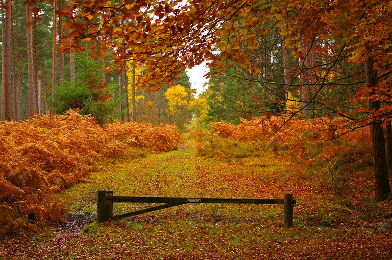 Autumn Forest Path — Orange, Serene, Photograph, Trees, Fallen Leaves, Gate