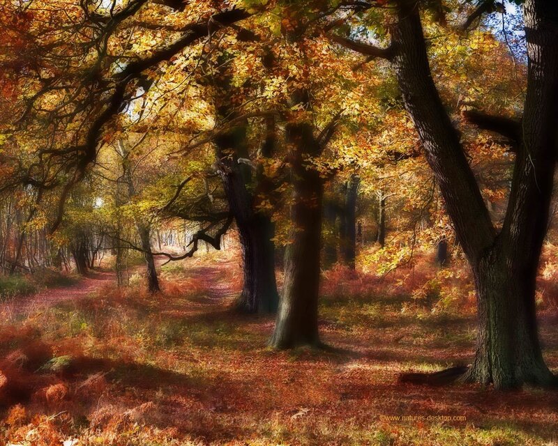 Autumn Forest Path — Orange, Serene, Photograph, Trees, Fallen Leaves, Sunlight