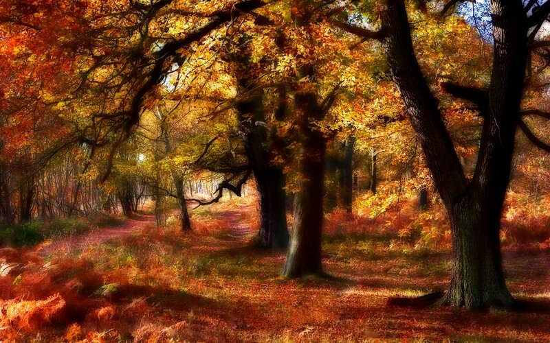 Autumn Forest Path — Orange, Serene, Photograph, Trees, Fallen Leaves