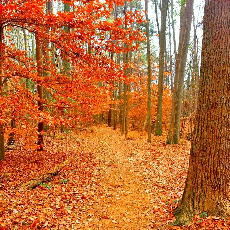 Autumn Forest Path — Orange, Serene, Photograph, Trees, Fallen Leaves, Trail