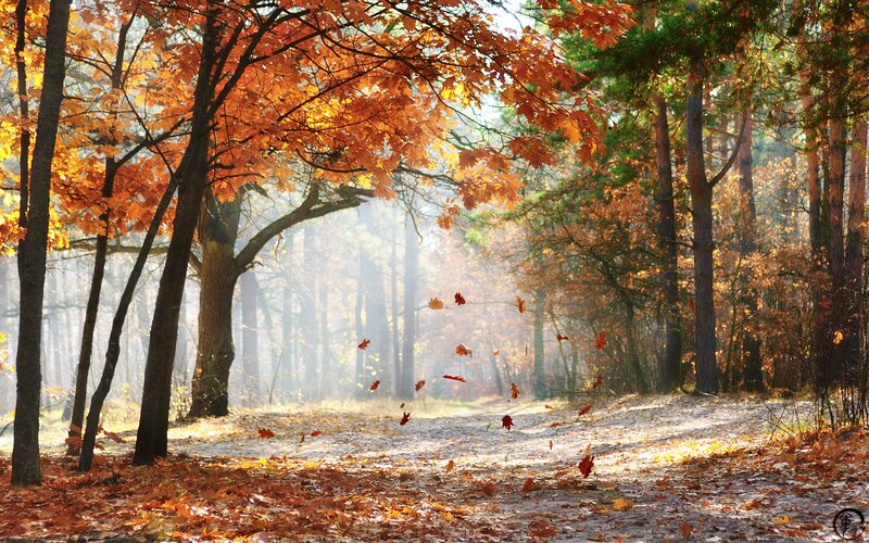 Autumn Forest Path — Orange, Serene, Photograph, Trees, Falling Leaves