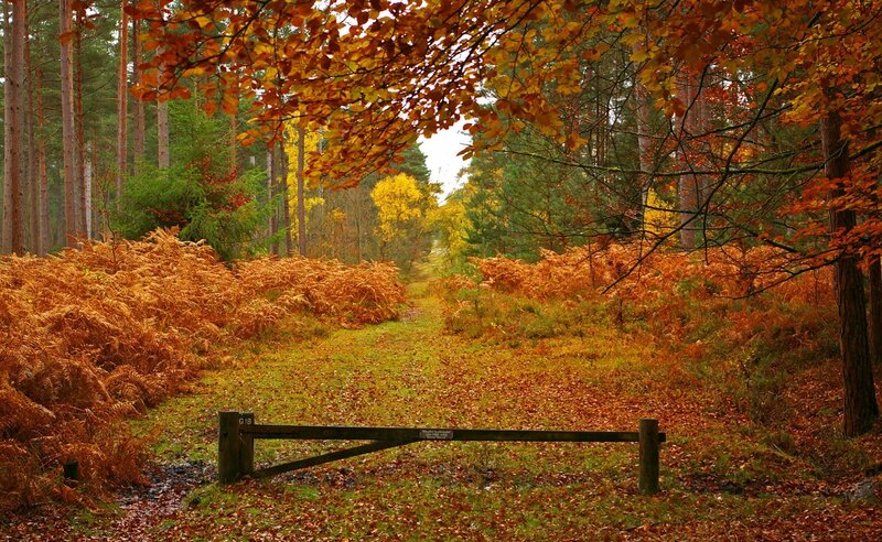 Autumn Forest Path — Orange, Serene, Photograph, Trees, Ferns