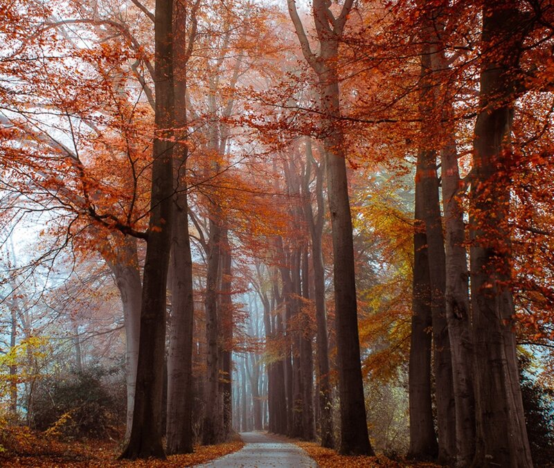 Autumn Forest Path — Orange, Serene, Photograph, Trees, Fog, Leaves, Brown, Gray