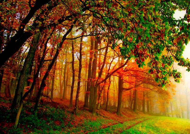 Autumn Forest Path — Orange, Serene, Photograph, Trees, Fog, Leaves, Grass