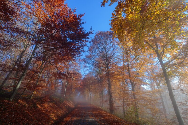 Autumn Forest Path — Orange, Serene, Photograph, Trees, Fog, Leaves, Sky