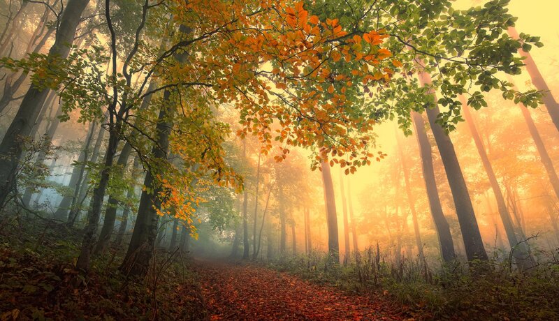 Autumn Forest Path — Orange, Serene, Photograph, Trees, Fog, Leaves, Sunlight