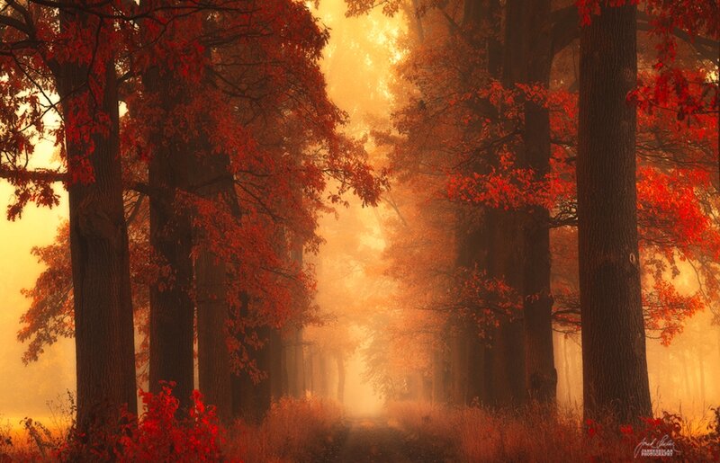 Autumn Forest Path — Orange, Serene, Photograph, Trees, Fog, Sunlight