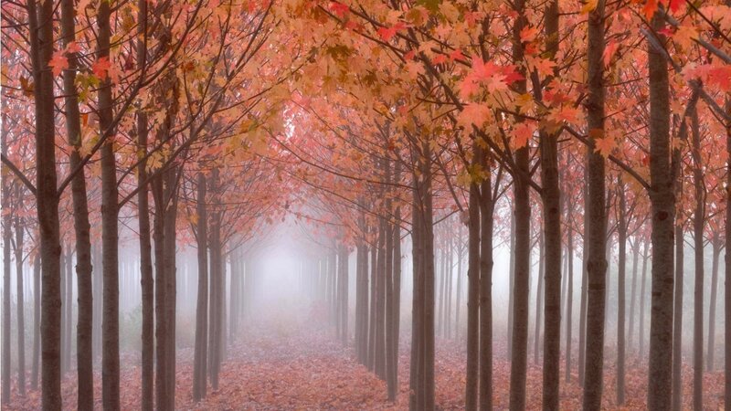 Autumn Forest Path — Orange, Serene, Photograph, Trees, Fog