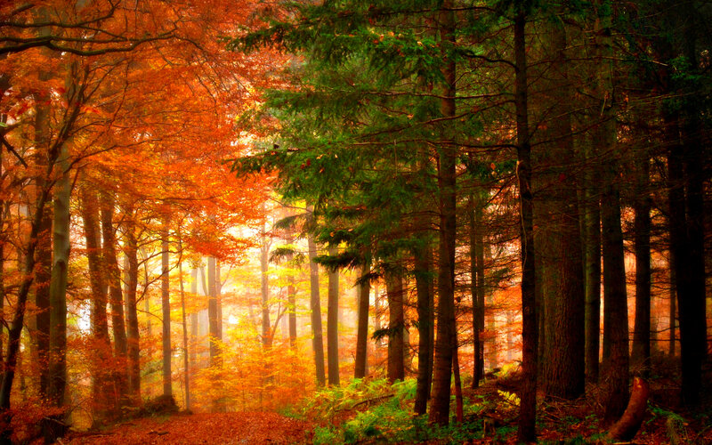Autumn Forest Path — Orange, Serene, Photograph, Trees, Foliage, Mist