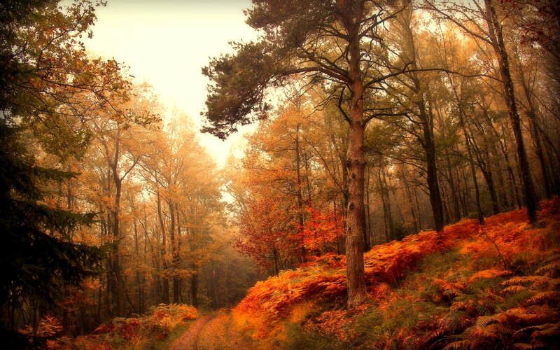 Autumn Forest Path — Orange, Serene, Photograph, Trees, Foliage