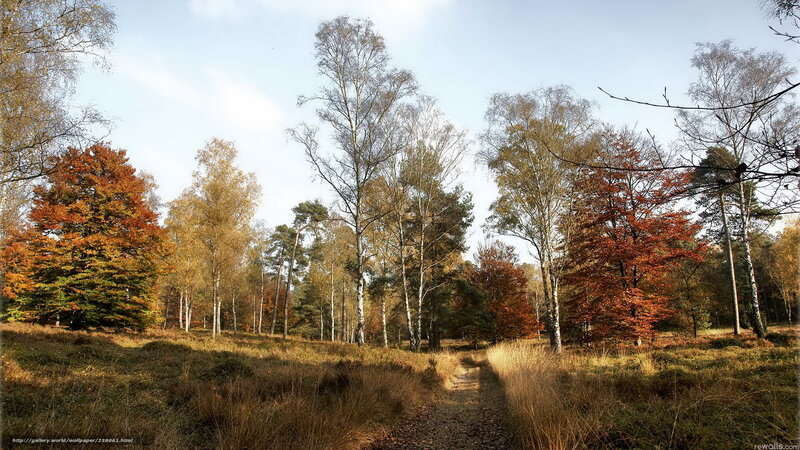 Autumn Forest Path — Orange, Serene, Photograph, Trees, Grass