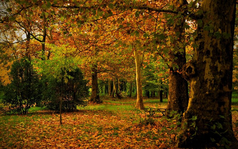 Autumn Forest Path — Orange, Serene, Photograph, Trees, Leaves, Bench