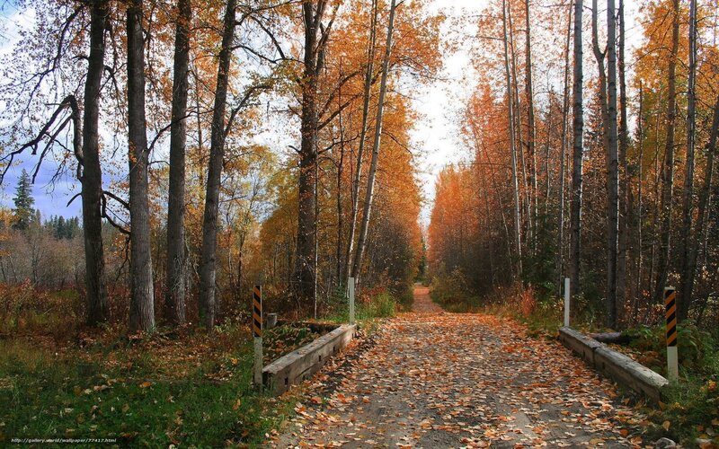 Autumn Forest Path — Orange, Serene, Photograph, Trees, Leaves, Bridge
