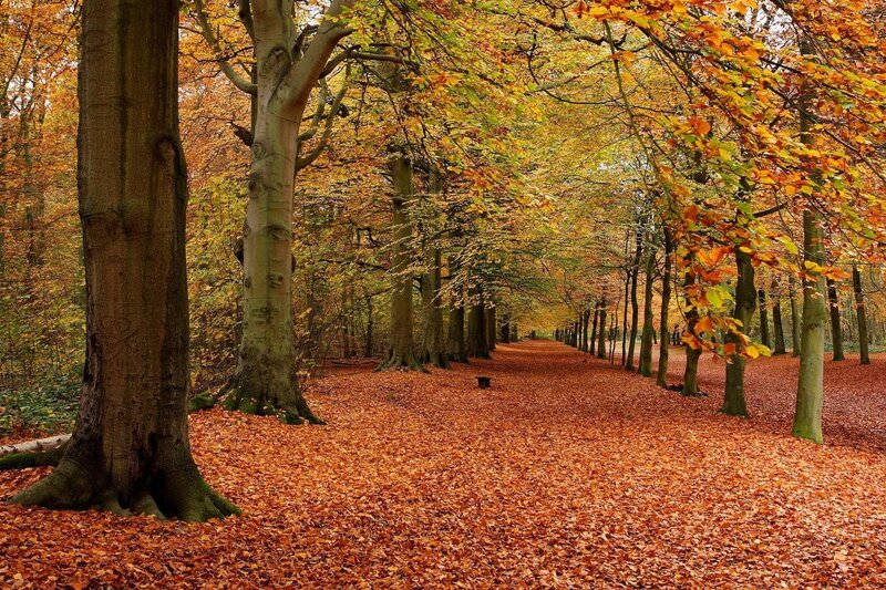Autumn Forest Path — Orange, Serene, Photograph, Trees, Leaves, Brown, Green