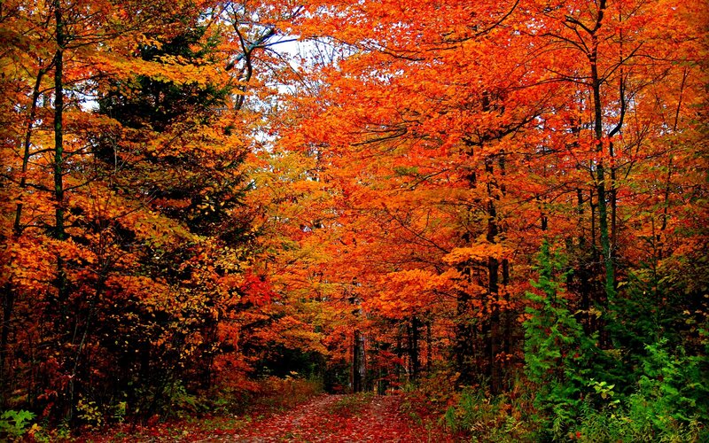 Autumn Forest Path — Orange, Serene, Photograph, Trees, Leaves, Evergreen