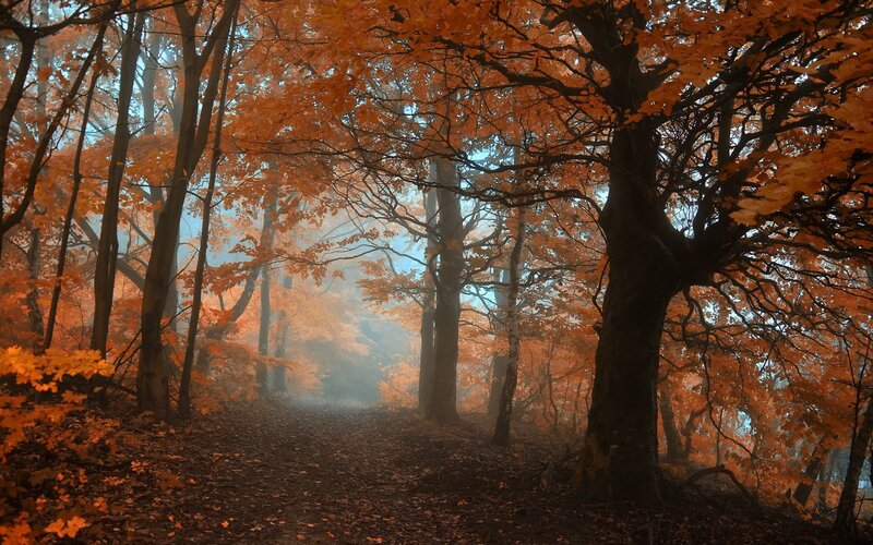 Autumn Forest Path — Orange, Serene, Photograph, Trees, Leaves, Fog, Brown, Blue
