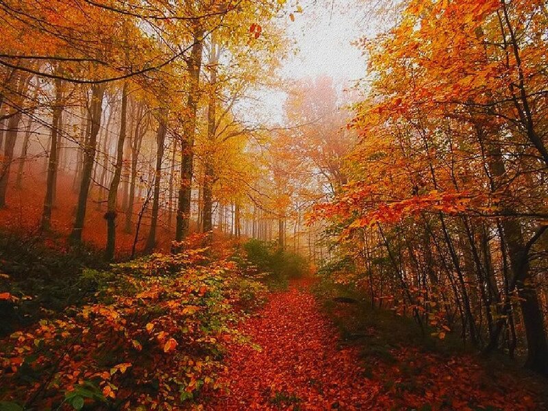 Autumn Forest Path — Orange, Serene, Photograph, Trees, Leaves, Fog, Red, Brown
