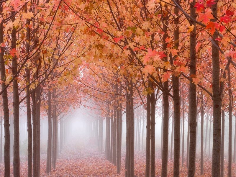 Autumn Forest Path — Orange, Serene, Photograph, Trees, Leaves, Fog, Red