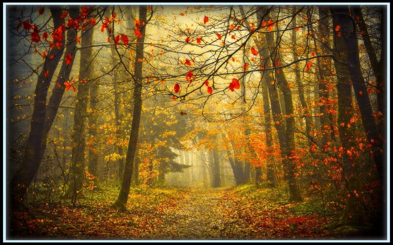 Autumn Forest Path — Orange, Serene, Photograph, Trees, Leaves, Fog, Yellow