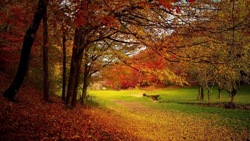Autumn Forest Path — Orange, Serene, Photograph, Trees, Leaves, Grass