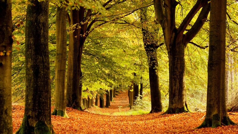 Autumn Forest Path — Orange, Serene, Photograph, Trees, Leaves, Green