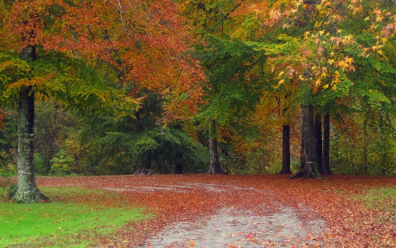 Autumn Forest Path — Orange, Serene, Photograph, Trees, Leaves, Lamp Post