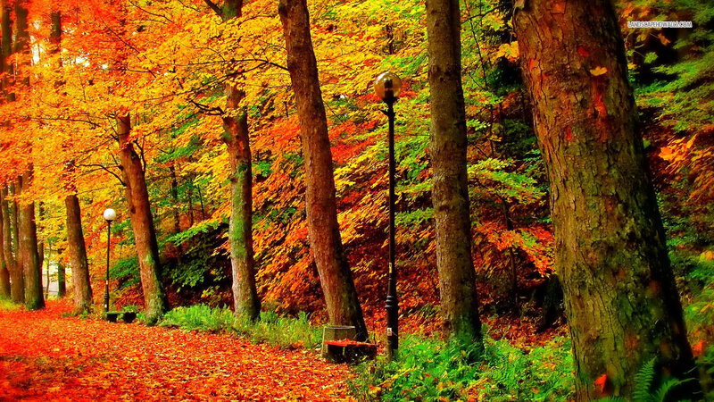 Autumn Forest Path — Orange, Serene, Photograph, Trees, Leaves, Lampposts