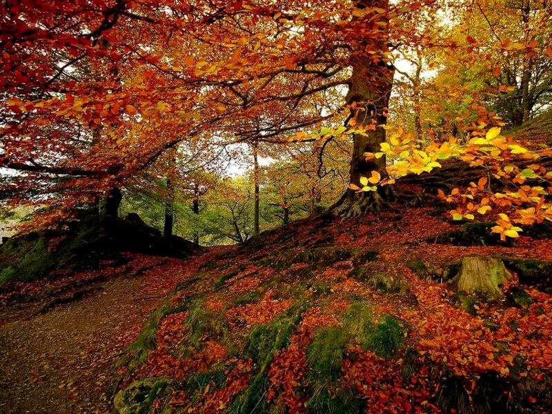 Autumn Forest Path — Orange, Serene, Photograph, Trees, Leaves, Moss
