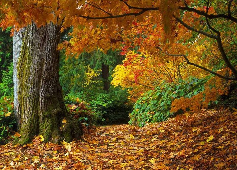 Autumn Forest Path — Orange, Serene, Photograph, Trees, Leaves, Moss, Yellow, Green