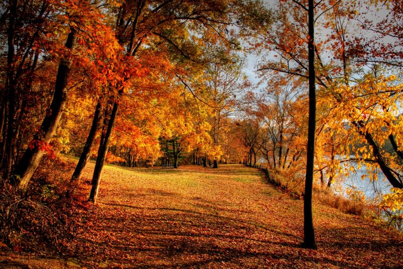 Autumn Forest Path — Orange, Serene, Photograph, Trees, Leaves, River