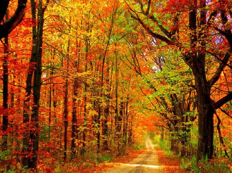 Autumn Forest Path — Orange, Serene, Photograph, Trees, Leaves, Road